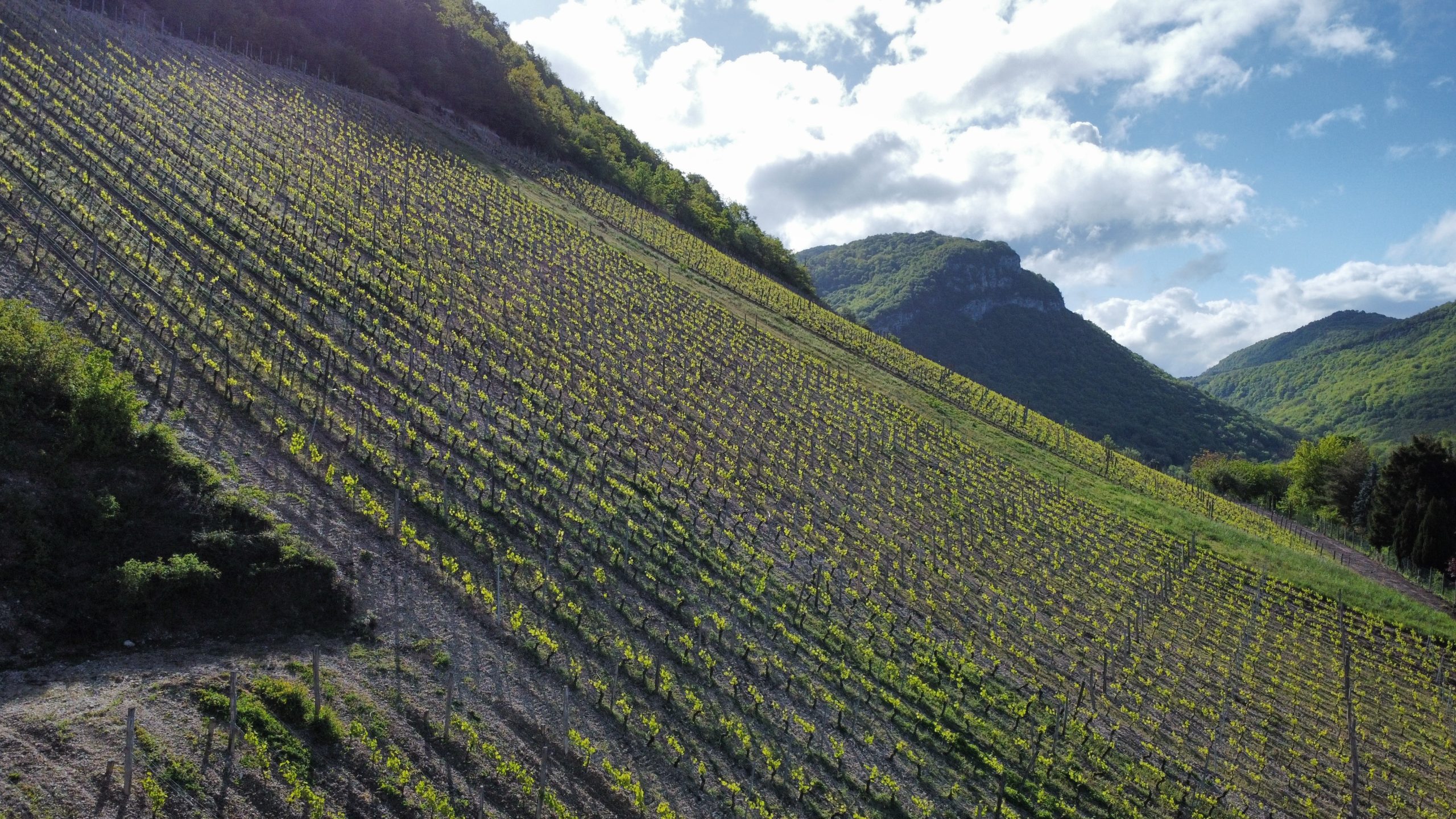 Vinum Itineris – Stage I                                             Savoie